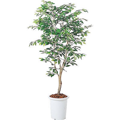 BGI-18 ベンジャミン(1T)